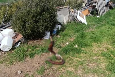 Hepsi zabıta ekiplerinin baskınında ortaya çıktı