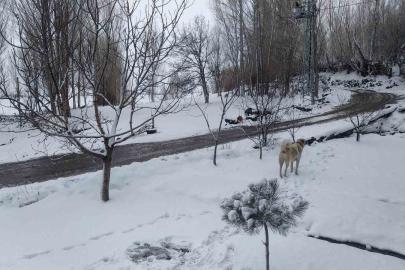 Iğdır’da nisan sürprizi: Yüksek kesimlerde kar, merkezde yağmur etkili