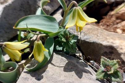 İsmini keşfedildiği ilçeden alıyor: Ender görülen Çermik ters lalesi çiçek açtı