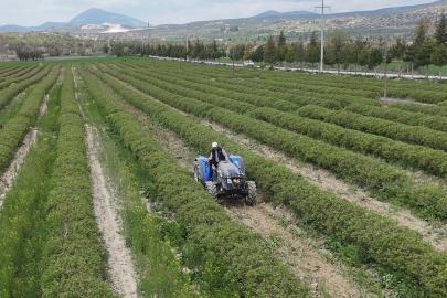 Isparta’da gül hasadı öncesi umutlar arttı: 13 bin ton rekolte bekleniyor