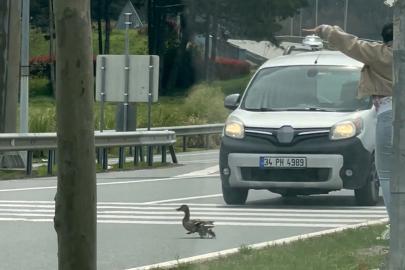 İstanbul’da ördeklerin güvenli geçişi için trafik durduruldu