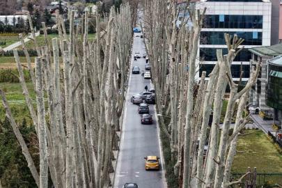 İstanbul’un tarihi çınarlarına budama, tartışma başlattı