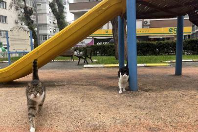 İzmir’de domuzlar sosyal hayatın parçası olmaya başladı