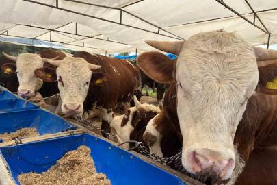 İzmir’de kurban pazarları kurulmaya başladı