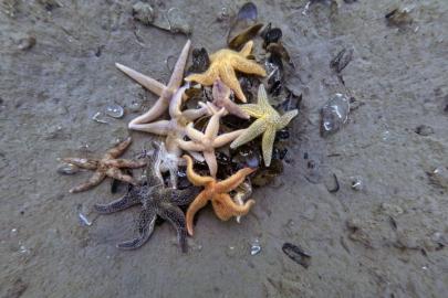 İzmit Körfezi’nden 1,8 milyon metreküp çamur çıkarıldı, deniz canlıları geri döndü