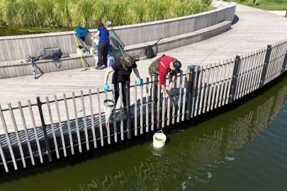 İzmit Millet Bahçesi göletinde bilimsel iyileştirme çalışması başladı