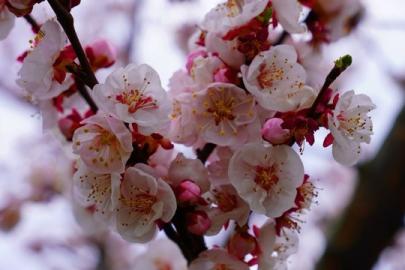 İznik çiçek bahçesine büründü