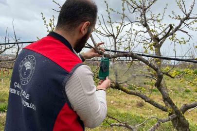 Kahverengi kokarca için tuzak takip çalışması