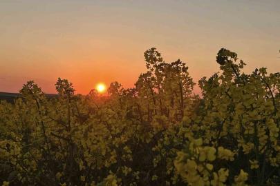 Kanola tarlalarında gün batımı manzarası