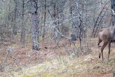 Karabük ormanlarının zarif sakinleri böyle görüntülendi