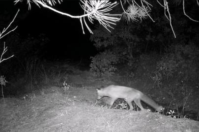 Karabük’te fotokapan yaban hayatını gözler önüne serdi