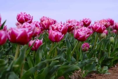 Karaman’da lale tarlası ziyaretçilerine hazırlanıyor