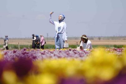 Karaman’da lale tarlasına ziyaretçi akını: 2 günde 30 bin kişi gezdi