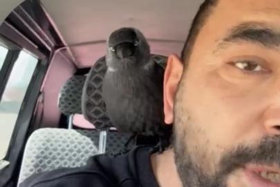 Karga önce sileceğe, sonra sürücünün omzuna kondu