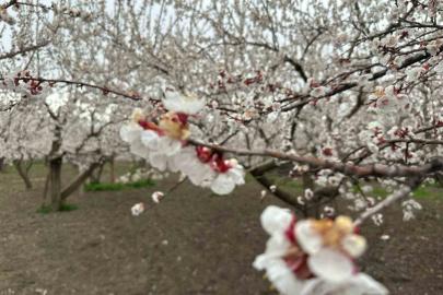 Kars’ta kayısı bahçeleri beyaza büründü: Bereketli sezon umudu