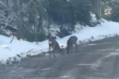 Kastamonu’da karacalar su içerken görüntülendi