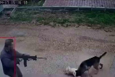 Kavga eden sokak köpeklerine tüfekle ateş edip bir köpeği öldürdü