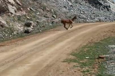 Kayalıklardan süzülen zarafet kameralarda