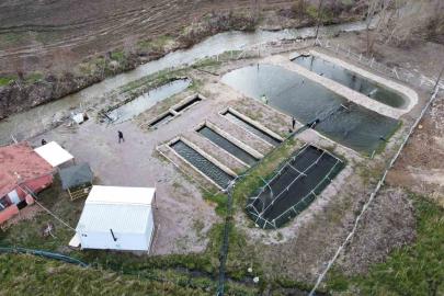 Kaynak suyunda yetişiyor, vatandaş taze taze alıp gidiyor