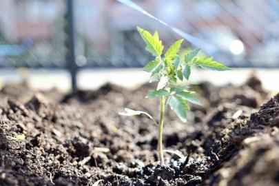 Kendi kompost gübresini üreten belediyeden "ata tohumu" hamlesi