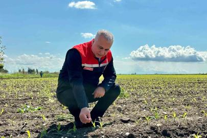 Kırıkhan’da mısır ekili alanlar incelendi