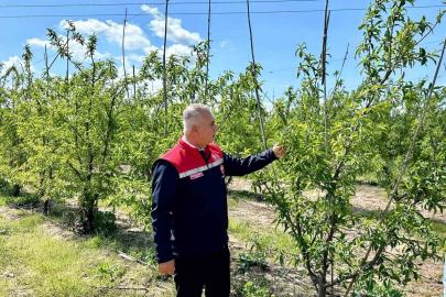 Kırıkhan’da şeftali bahçeleri incelendi