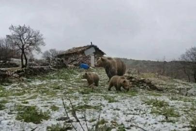 Kış uykusundan uyanan anne ayı yavruları ile yaylaya indi
