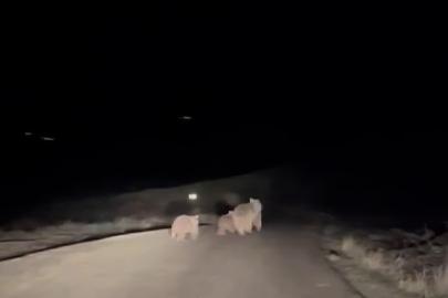 Kış uykusundan uyanan ayı ve yavruları yemek ararken görüntülendi