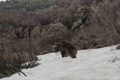 Kış uykusundan uyanan ayı yerleşim yerine indi