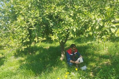 Koçarlı’da Akdeniz meyve sineğine karşı tuzaklı takip sürüyor