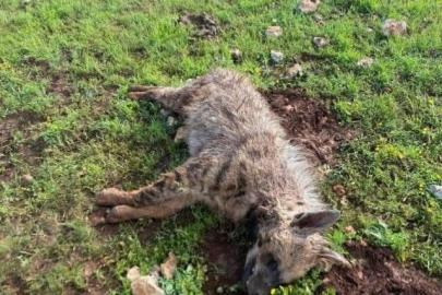 Köpeklerin saldırdığı sırtlan telef oldu