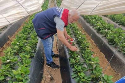 Köşk’te çilekte pestisit denetimi sürüyor