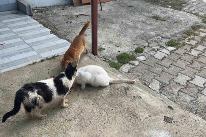 Kötü şartlarda evde tutulan hayvanlar, gençlerin tepkisi sonrası kurtarıldı