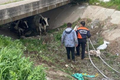 Köyden kaçan iki inek itfaiye ekiplerince yakalandı