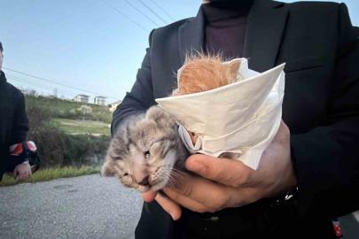 Küçük kızın duyarlılığı sayesinde 2 yavru kedi kurtarıldı