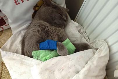 Kuduz aşısı sonrası kedileri ölen aile şikayetçi oldu