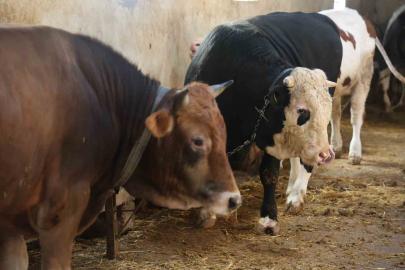 Kurbanlık alacaklara "yaş" uyarısı