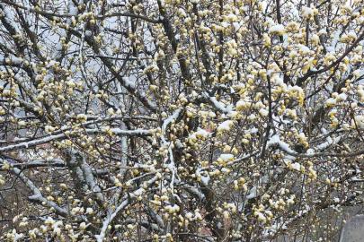 Kütahya’da nisan karı üreticileri endişelendirdi