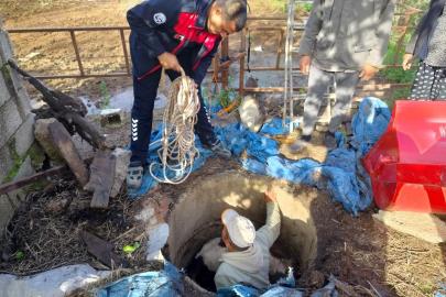 Kuyuya düşen buzağı zorlu çalışmayla kurtarıldı