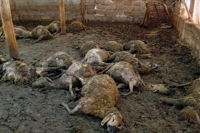 Malatya’da ağıla giren kurt 30 koyunu telef etti