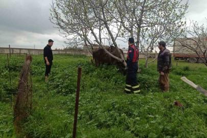 Mardin’de kuyuya düşen ineği itfaiye kurtardı