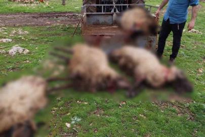 Mardin’de yıldırım düşmesi sonucu 8 küçükbaş hayvan telef oldu