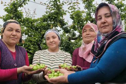 Mersin’de açıkta erik hasadı başladı, fiyatı 200 TL’ye kadar düştü