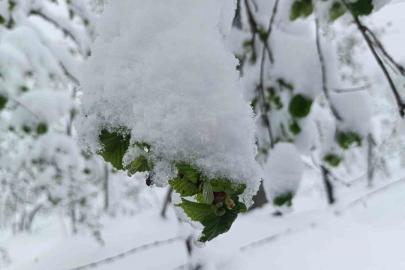 Meteorolojiden Ordu’da zirai don uyarısı