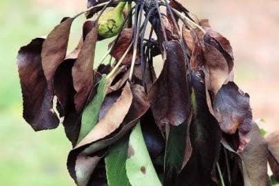 Meyve üreticilerine ateş yanıklığı uyarısı