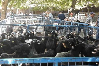 Muğla’da şap hastalığı kontrol altına alındı, Bayır Hayvan Pazarı açılıyor