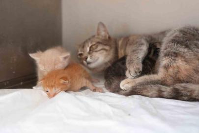 Ölümden dönen yavru kedilere süt anne kucak açtı