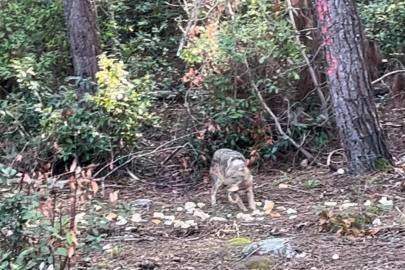 Önce karnını doyurdu, sonra gözden kayboldu