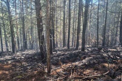 Orman yangını kontrol altına alındı