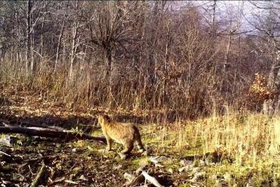 Ormanın gizemli sakini yaban kedisi görüntülendi
